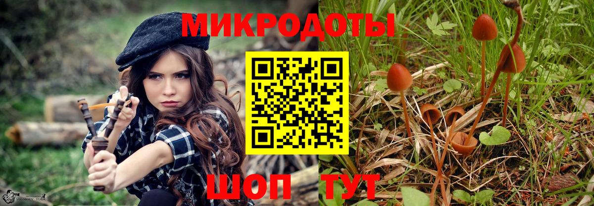 Галлюциногенные грибы Psilocybe Тамбов